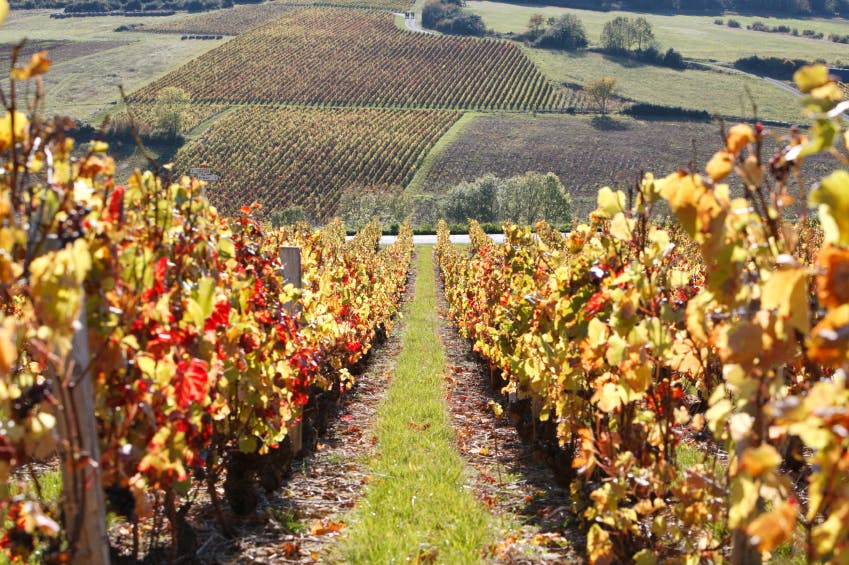 image représentative de la chanson Chantons la vigne beaujolaise
